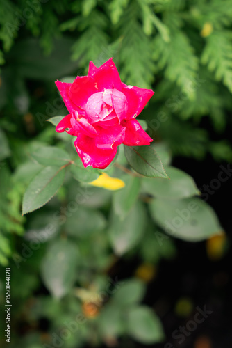 Wallpaper Mural Spring Flowers Torontodigital.ca