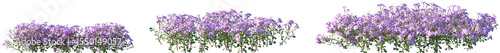 Set of Phlox stolonifera (creeping phlox or moss phlox) flowering frontal isolated png on a transparent background perfectly cutout
