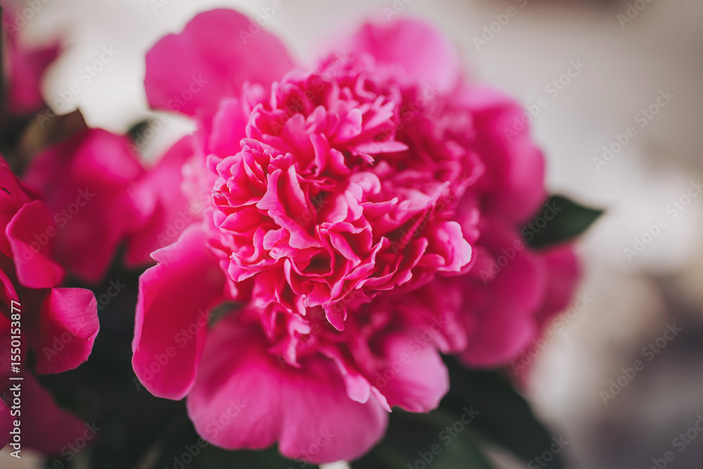 Obraz premium Blooming peony radiates vibrant pink hues in a soft-lit indoor setting, celebrating nature's artistry and beauty during a serene morning
