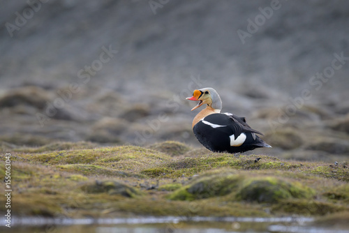 Photos Male King Eider (Somateria spectabilis)