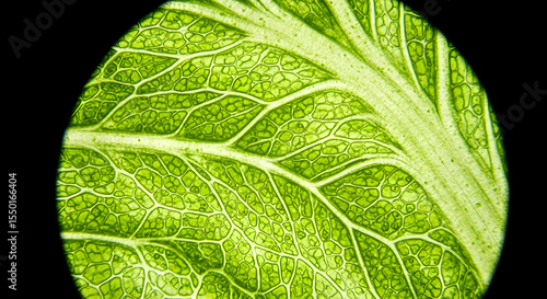 Close Up of Plant Cell Structure Under Microscope Bright Green Tones