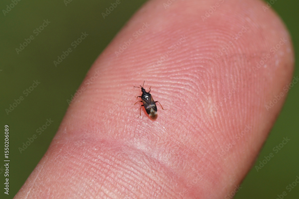 Obraz premium Anthocoris confusus, a species of minute pirate bug in the family Anthocoridae on a finger. Netherlands, June