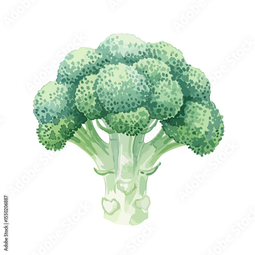 Broccoli Isolated on Transparent PNG Background- Watercolour Art