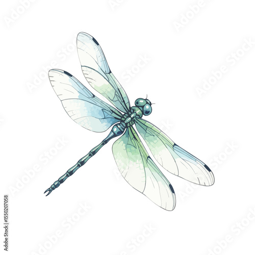 Dragon Fly Isolated on Transparent PNG Background- Watercolour Art