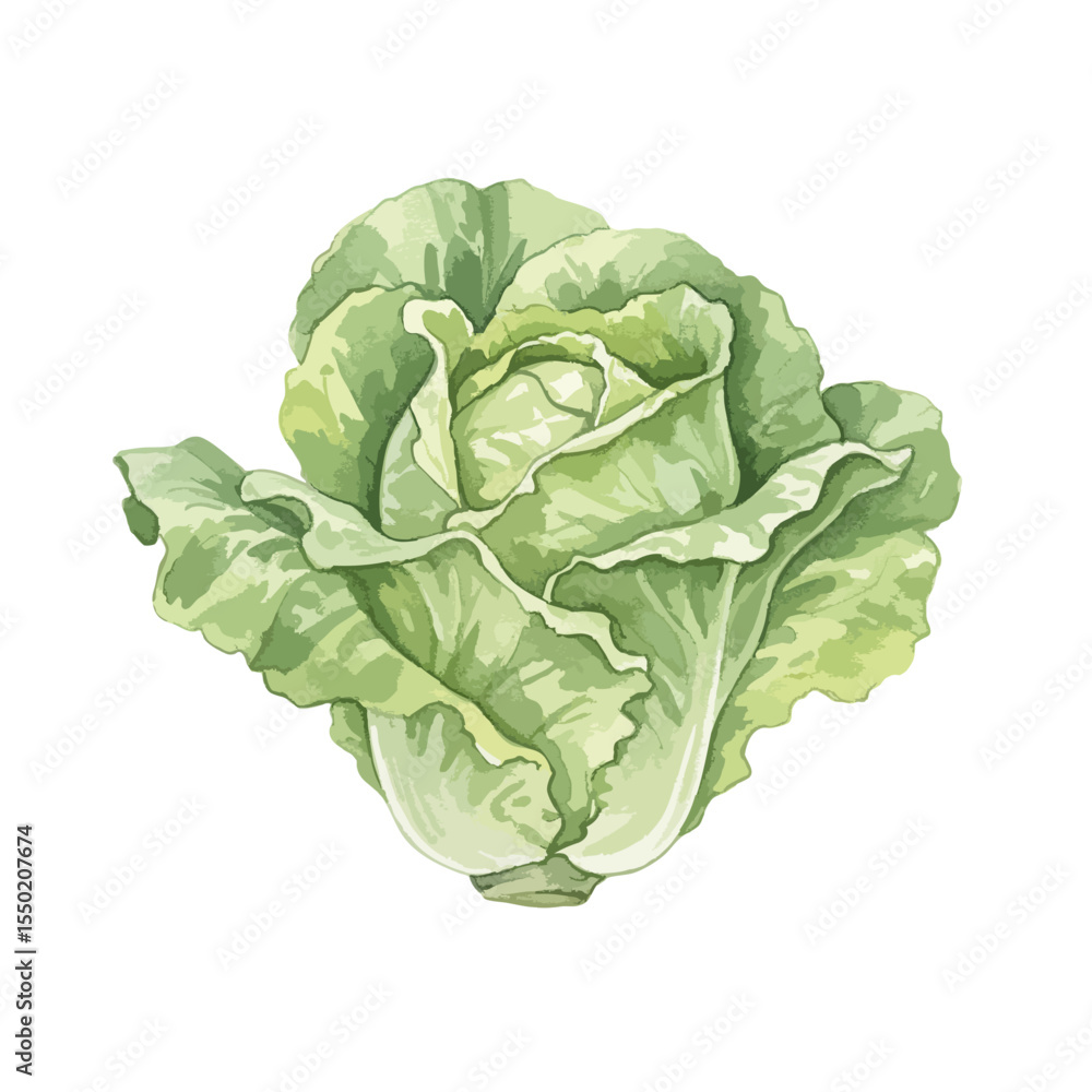 Lettuce Isolated on Transparent PNG Background- Watercolour Art Lettuce Isolated on Transparent PNG Background- Watercolour Art