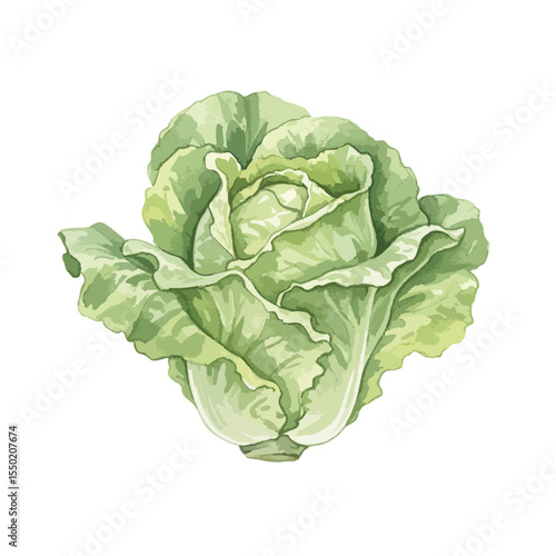 Lettuce Isolated on Transparent PNG Background- Watercolour Art