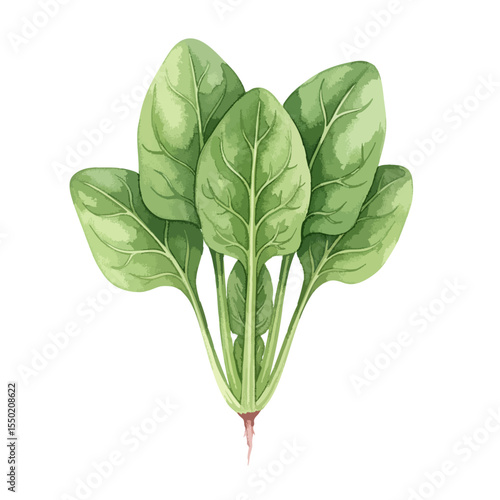 Green Spinach Bunch Isolated on Transparent PNG Background- Watercolour Art