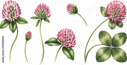 Watercolor red clover flower and leaf set vector. Watercolor botanical illustration of meadow flower isolated on white background.
