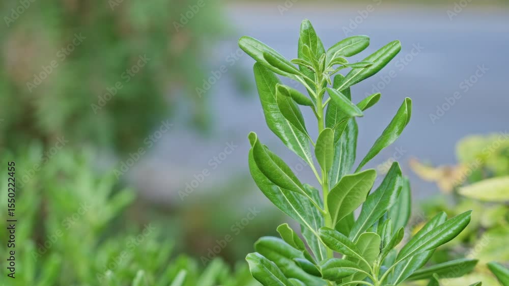 Lush green plant in sunny torrevieja, spain, showcasing vibrant foliage and natural outdoor beauty. Lush green plant in sunny torrevieja, spain, showcasing vibrant foliage and natural outdoor beauty.