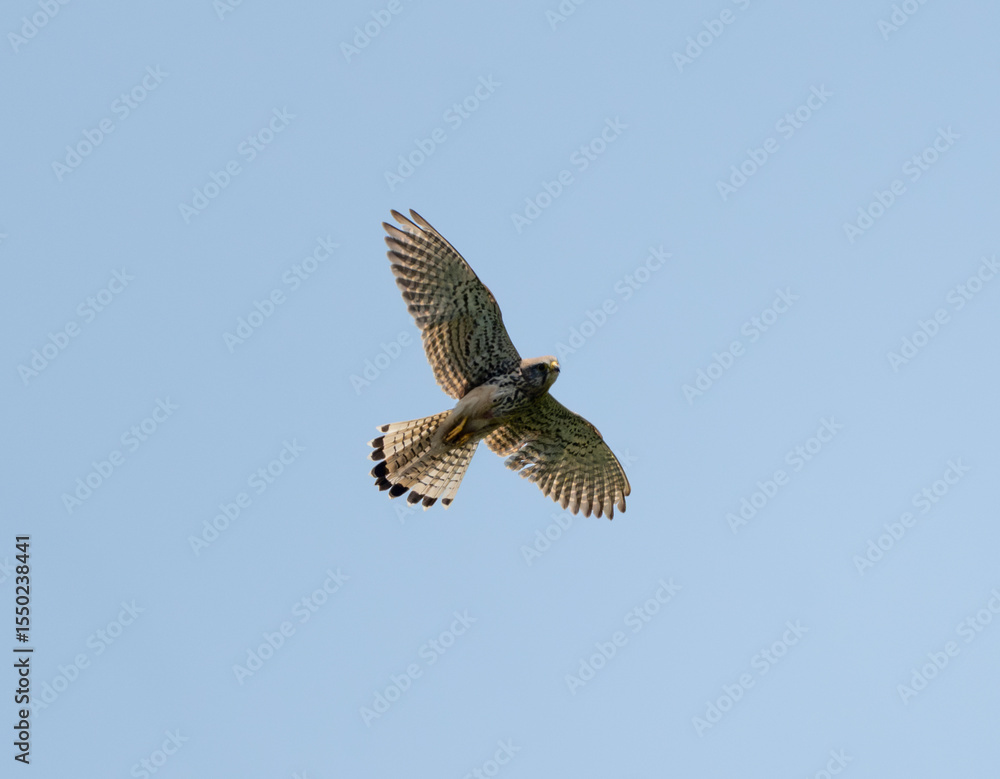 Common Kestrel Flying Common Kestrel Flying