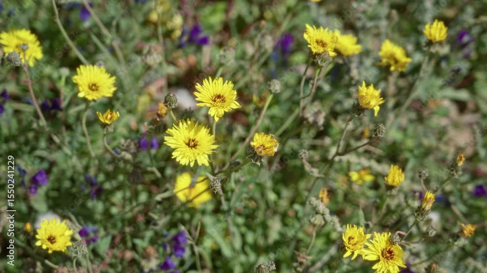Bright yellow dittrichia viscosa flowers bloom vibrantly in the sunny outdoors of torrevieja, spain, capturing the essence of mediterranean flora and summer beauty. Bright yellow dittrichia viscosa flowers bloom vibrantly in the sunny outdoors of torrevieja, spain, capturing the essence of mediterranean flora and summer beauty.