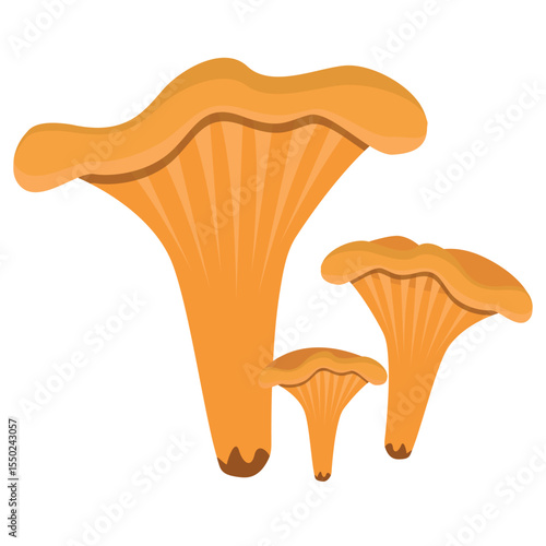 Forest chanterelle mushrooms, orange edible vector illustration of mushrooms of different sizes on a white background. Hand-drawn botanical drawing in vector.