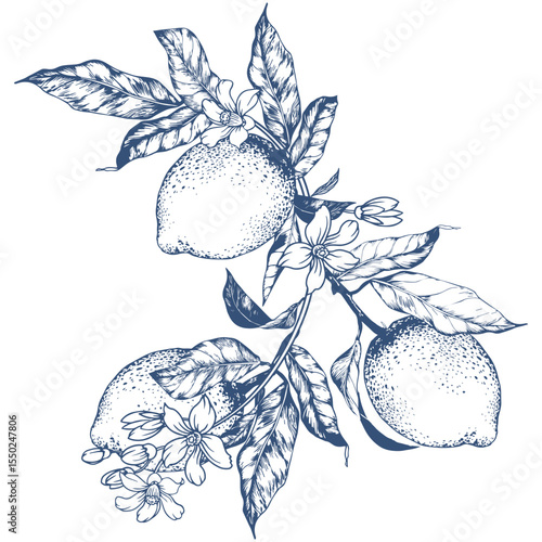 Delicate hand-drawn vector illustration of a lemon branch with leaves and blooming flowers. Elegant botanical line art in a minimalist style, perfect for modern packaging, labels, invitations, kitchen
