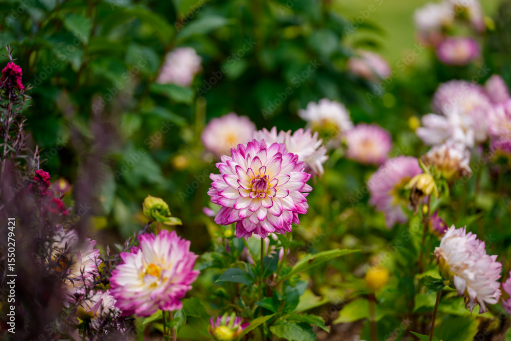 Close-up photo of a pink Dahlia (Dahlia pinnata) flower blooming in spring Close-up photo of a pink Dahlia (Dahlia pinnata) flower blooming in spring