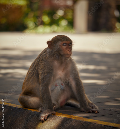 Canvas Print A curious monkey is sitting on the sidewalk gazing at the camera