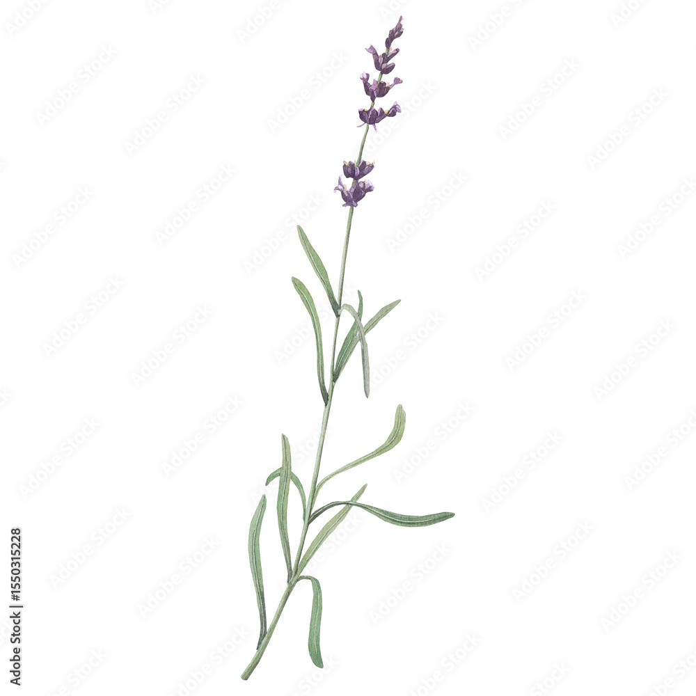 Obraz premium Watercolor illustration of lavender branch. Hand-drawn isolated clip-art on white background. Delicate realistic images of herbs for packaging, textiles, printing, holiday cards, wedding, menu