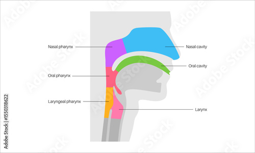 Throat anatomy poster