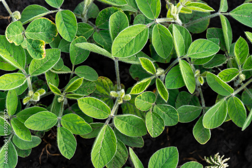Wallpaper Mural Green soybean plants with leaves emerge from the dark soil. New buds are visible. The plants fill most of the frame, showing healthy growth on a Summer day Torontodigital.ca