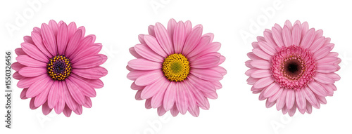 Pink daisy flower collection isolated on transparent background PNG - pink daisies clipart set - daisy elements for floral design projects