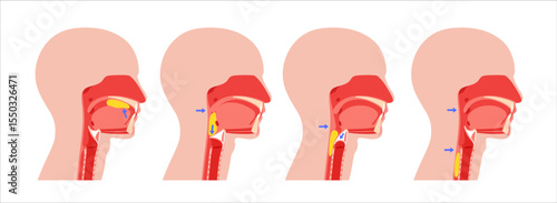 Swallowing process poster