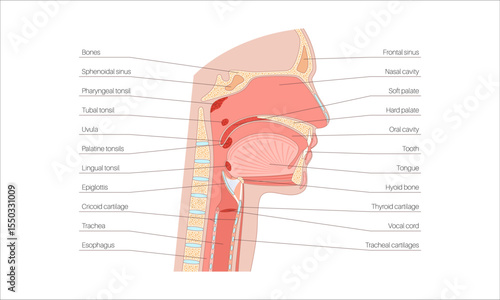 Upper respiratory tract