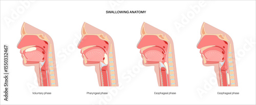 Swallowing process poster