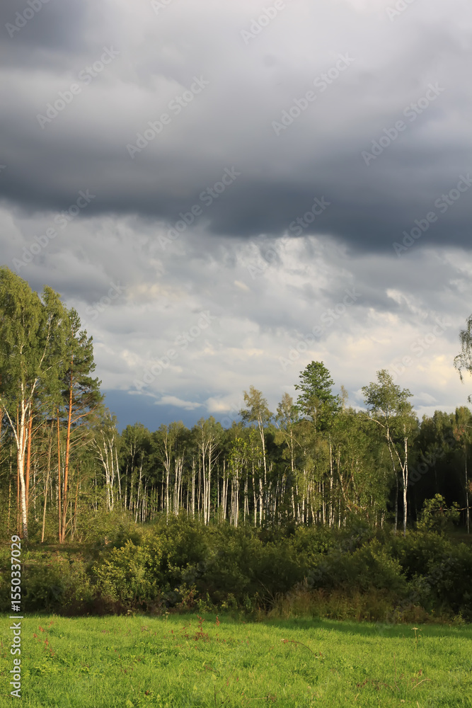 Obraz premium European forest with mixed trees and plants forest after logging.