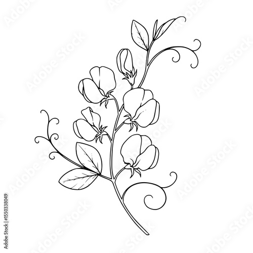 sweet pea flower branch in minimalistic black and white outline design  