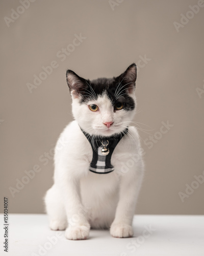 Black and white cat in plaid harness sitting on table