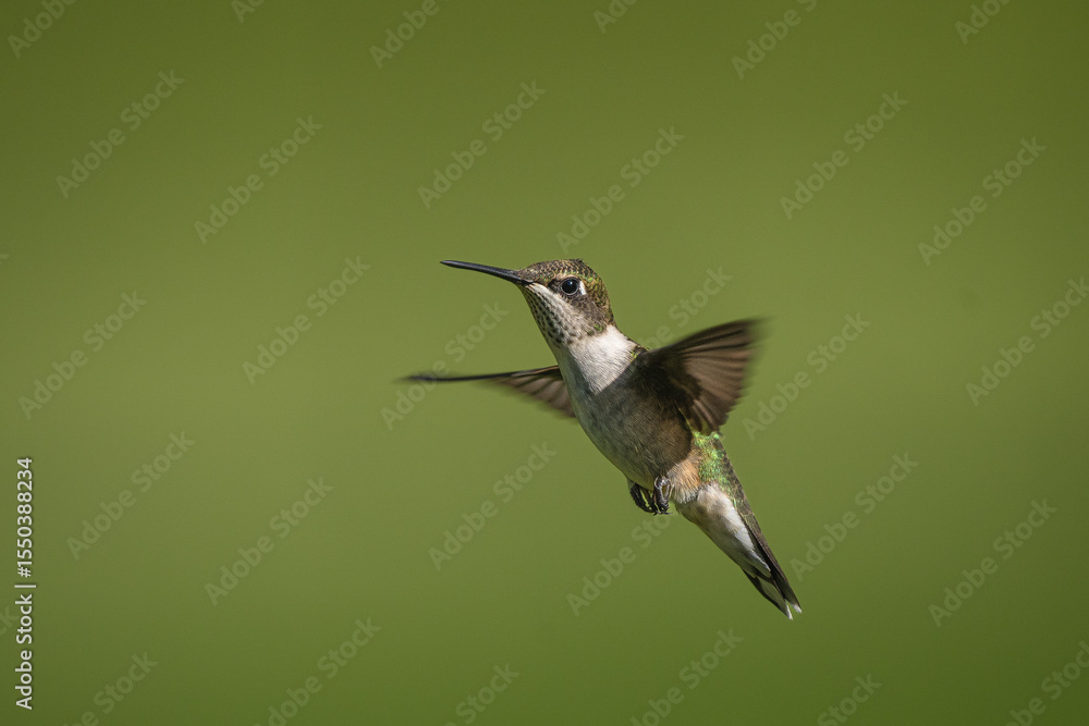 Fototapeta premium A hummingbird hovers mid-air as it approaches some flowers.