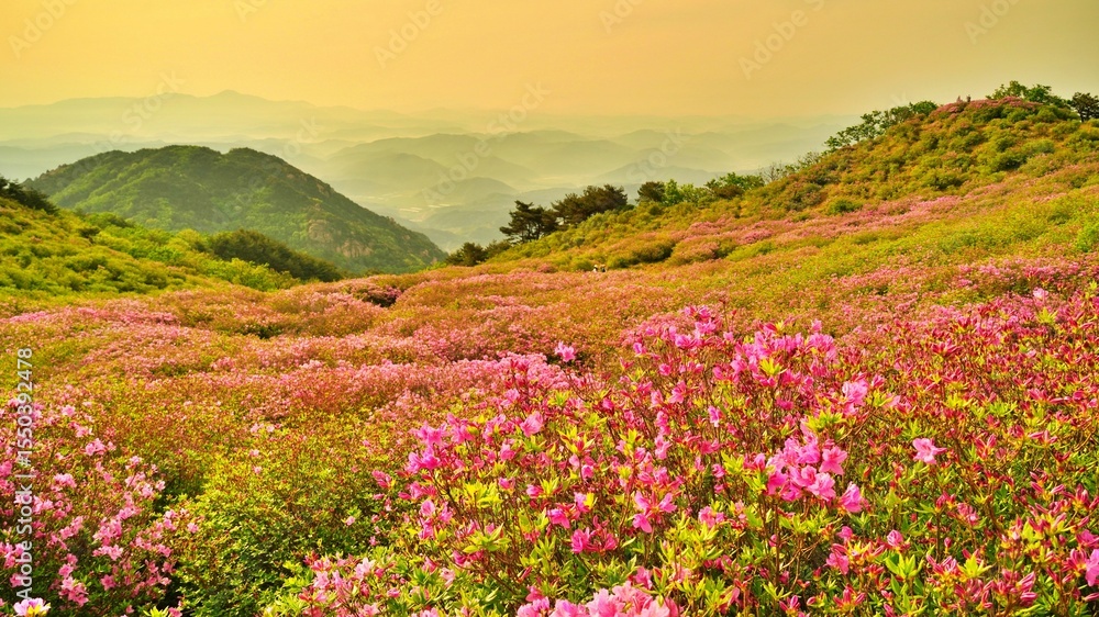 Obraz premium Beautifully blooming Hwangmaesan scenery