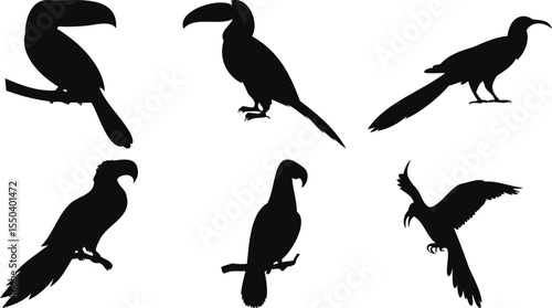 Exotic Bird Set in Silhouettes