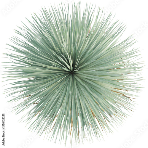 Top view of Desert Spoon plant - Dasylirion Wheeleri