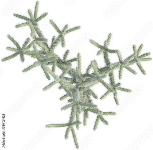 Wall Mural Top view of Cane Cholla plant - Cylindropuntia Spinosior