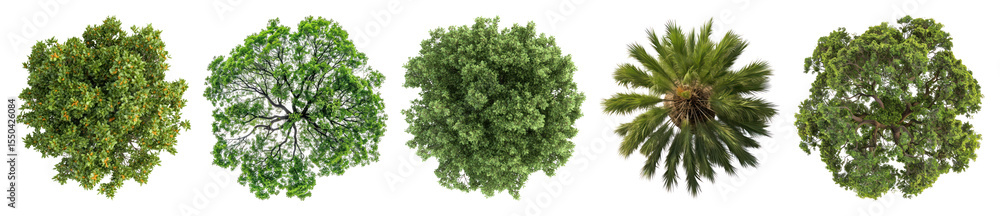 Obraz premium PNG Lush tree canopy collection, element set on transparent background