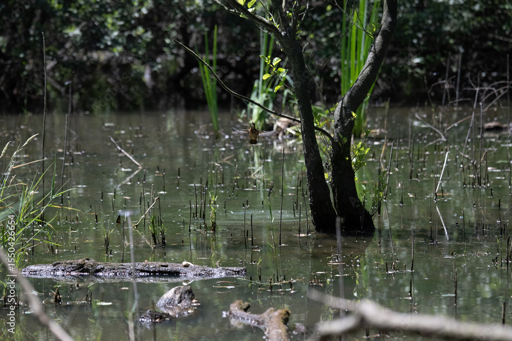 Naklejka premium Bird perched on a branch near still water surrounded by lush vegetation in a tranquil natural setting