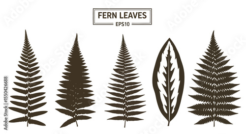 Collection of Detailed Fern Leaf Silhouettes Vector Graphics