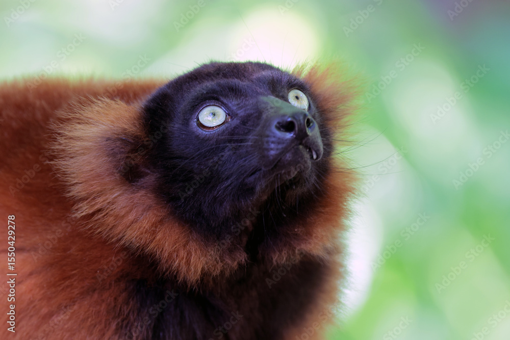 Naklejka premium close up view of the Varecia rubra monkey
