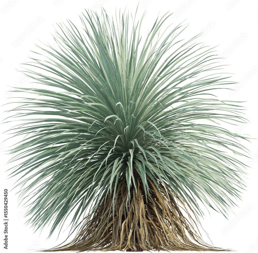Obraz premium Side view of Desert Spoon plant - Dasylirion Wheeleri