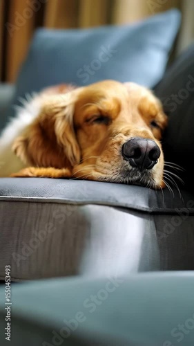 Close up of a golden retriever lying down, sleeping peacefully on a soft gray cushion in a dimly lit room.