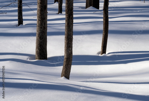 Wallpaper Mural Blue Tree Shadows on Snow Torontodigital.ca