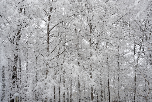 Wallpaper Mural Snow on Forest Trees Torontodigital.ca