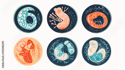 Embryo Development Second Month Flat Vector Illustration