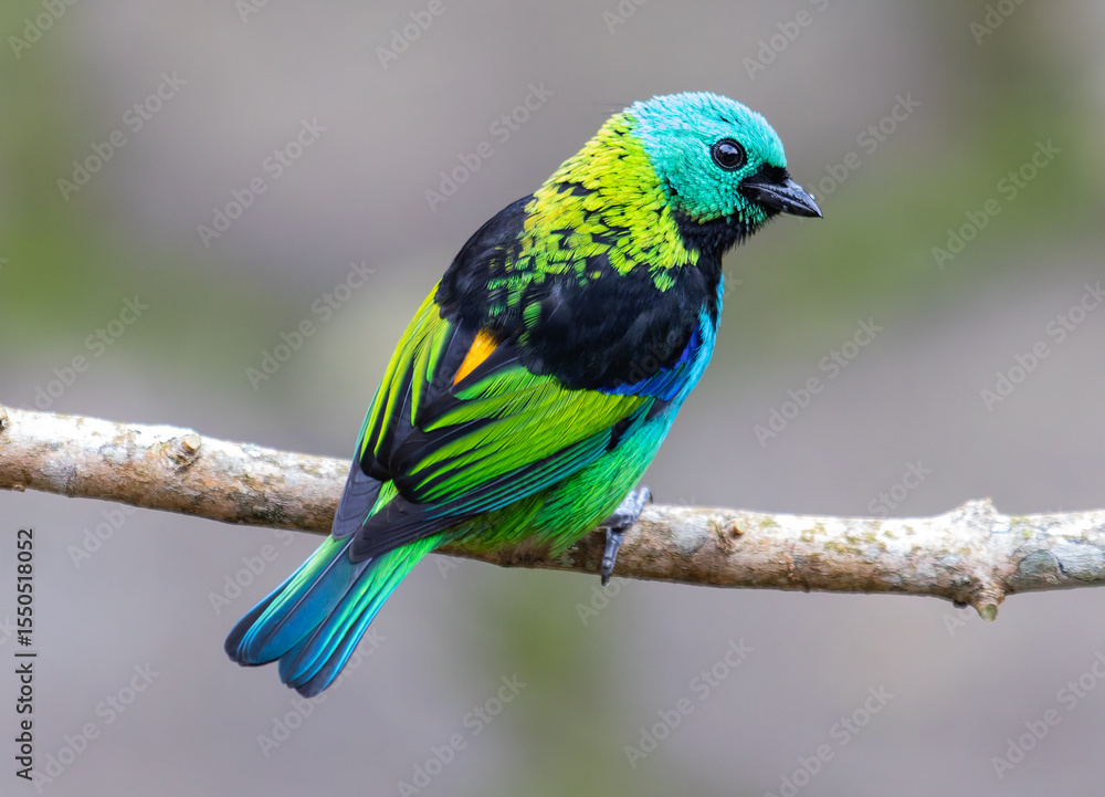 Obraz premium a tanager perched on a branch