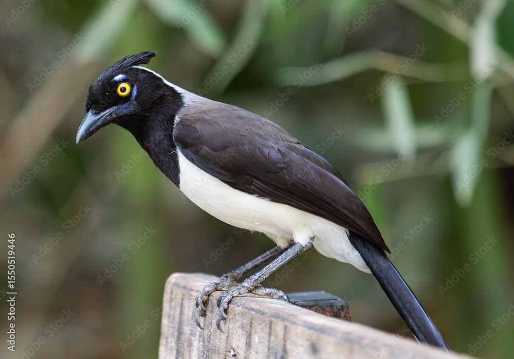 Fototapeta premium jay perched