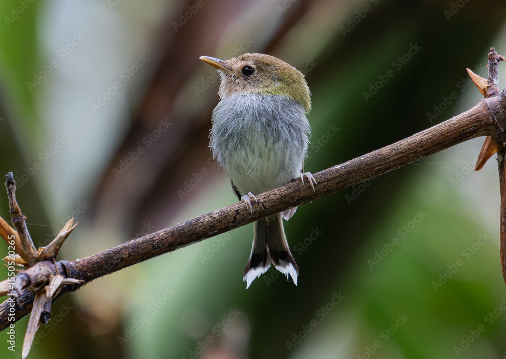 Naklejka premium small bird