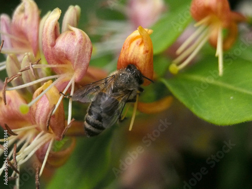 Isolated macro close-up top view of a European honey bee (apis mellifera) collecting pollen from a fragrant grove honeysuckle (Lonicera acuminata). Bonn