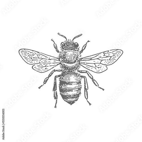 Honey Bee. Vintage rough woodcut engraving linocut style vector illustration.