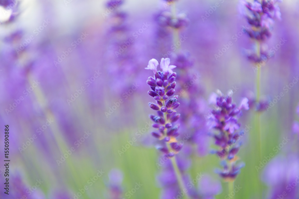 Purple lavender bloom in nature. Composition of nature. Summer blooming flower. Blooming flower field. Field of lavender. Lavender flower in summer. France Provence field. Lavender oil Purple lavender bloom in nature. Composition of nature. Summer blooming flower. Blooming flower field. Field of lavender. Lavender flower in summer. France Provence field. Lavender oil
