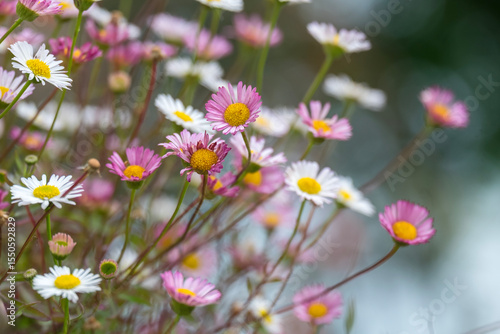 Mexikanische Berufkraut (Erigeron karvinskianus), auch Spanisches Gänseblümchen, Karwinsky-Berufkraut oder Mauer-Gänseblümchen